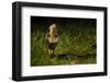 Chinese cobra in threat stance, Shek Pik, southwestern coast of Lantau Island, Hong Kong, China-Magnus Lundgren / Wild Wonders of China-Framed Photographic Print