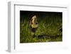 Chinese cobra in threat stance, Shek Pik, southwestern coast of Lantau Island, Hong Kong, China-Magnus Lundgren / Wild Wonders of China-Framed Photographic Print