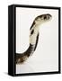 Chinese Cobra-Martin Harvey-Framed Stretched Canvas