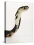 Chinese Cobra-Martin Harvey-Stretched Canvas