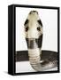 Chinese Cobra-Martin Harvey-Framed Stretched Canvas
