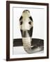 Chinese Cobra-Martin Harvey-Framed Photographic Print