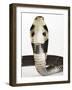 Chinese Cobra-Martin Harvey-Framed Photographic Print