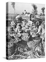 Chinese Cooking; Vegetables for the City of Shanghai, 1959-Chinese Photographer-Stretched Canvas