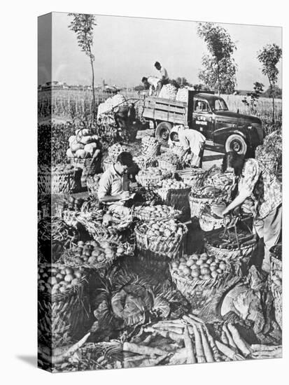 Chinese Cooking; Vegetables for the City of Shanghai, 1959-Chinese Photographer-Stretched Canvas