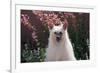 Chinese Crested Dog in a Garden-Zandria Muench Beraldo-Framed Photographic Print