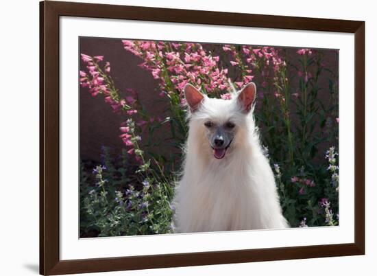 Chinese Crested Dog in a Garden-Zandria Muench Beraldo-Framed Photographic Print