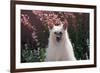 Chinese Crested Dog in a Garden-Zandria Muench Beraldo-Framed Photographic Print