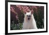 Chinese Crested Dog in a Garden-Zandria Muench Beraldo-Framed Photographic Print