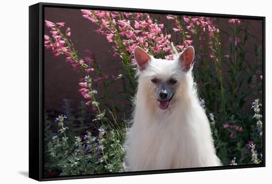 Chinese Crested Dog in a Garden-Zandria Muench Beraldo-Framed Stretched Canvas