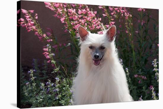 Chinese Crested Dog in a Garden-Zandria Muench Beraldo-Stretched Canvas