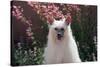 Chinese Crested Dog in a Garden-Zandria Muench Beraldo-Stretched Canvas