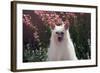 Chinese Crested Dog in a Garden-Zandria Muench Beraldo-Framed Photographic Print