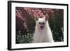 Chinese Crested Dog in a Garden-Zandria Muench Beraldo-Framed Photographic Print