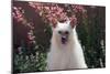 Chinese Crested Dog in a Garden-Zandria Muench Beraldo-Mounted Photographic Print