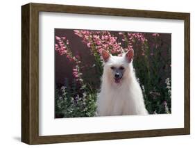 Chinese Crested Dog in a Garden-Zandria Muench Beraldo-Framed Photographic Print