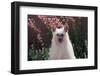 Chinese Crested Dog in a Garden-Zandria Muench Beraldo-Framed Photographic Print