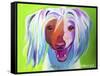 Chinese Crested - Grin-Dawgart-Framed Stretched Canvas