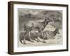 Chinese Deer at the Zoological Society's Garden-George Bouverie Goddard-Framed Giclee Print