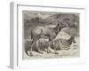 Chinese Deer at the Zoological Society's Garden-George Bouverie Goddard-Framed Giclee Print