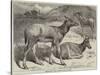 Chinese Deer at the Zoological Society's Garden-George Bouverie Goddard-Stretched Canvas