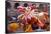 Chinese Dragon Dancing on New Year's Eve, Macau, China-Dallas and John Heaton-Framed Stretched Canvas