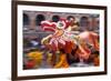 Chinese Dragon Dancing on New Year's Eve, Macau, China-Dallas and John Heaton-Framed Photographic Print