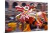 Chinese Dragon Dancing on New Year's Eve, Macau, China-Dallas and John Heaton-Mounted Photographic Print