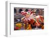 Chinese Dragon Dancing on New Year's Eve, Macau, China-Dallas and John Heaton-Framed Photographic Print