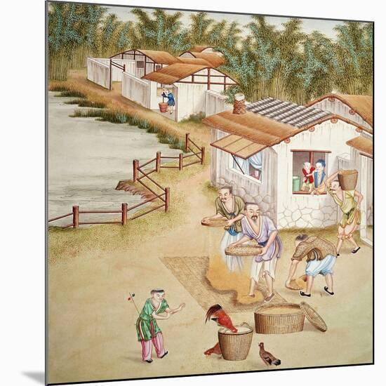 Chinese Farmers Sieving Rice-null-Mounted Giclee Print
