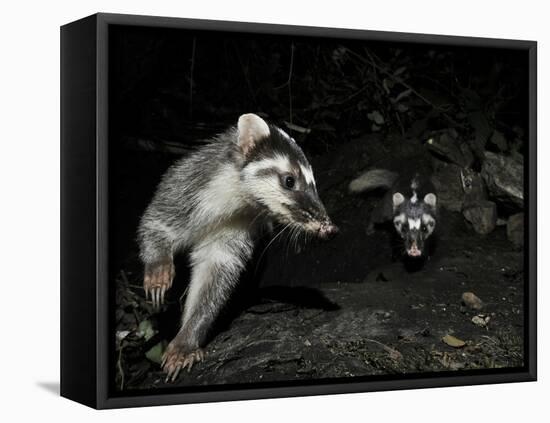 Chinese Ferret Badger (Melogale Moschata) Two Captured by Camera Trap at Night-Shibai Xiao-Framed Stretched Canvas