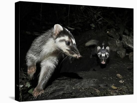 Chinese Ferret Badger (Melogale Moschata) Two Captured by Camera Trap at Night-Shibai Xiao-Stretched Canvas