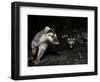 Chinese Ferret Badger (Melogale Moschata) Two Captured by Camera Trap at Night-Shibai Xiao-Framed Photographic Print
