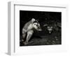 Chinese Ferret Badger (Melogale Moschata) Two Captured by Camera Trap at Night-Shibai Xiao-Framed Photographic Print