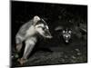 Chinese Ferret Badger (Melogale Moschata) Two Captured by Camera Trap at Night-Shibai Xiao-Mounted Photographic Print