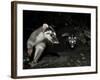 Chinese Ferret Badger (Melogale Moschata) Two Captured by Camera Trap at Night-Shibai Xiao-Framed Photographic Print