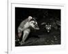 Chinese Ferret Badger (Melogale Moschata) Two Captured by Camera Trap at Night-Shibai Xiao-Framed Photographic Print