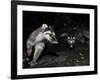 Chinese Ferret Badger (Melogale Moschata) Two Captured by Camera Trap at Night-Shibai Xiao-Framed Photographic Print