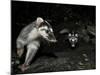 Chinese Ferret Badger (Melogale Moschata) Two Captured by Camera Trap at Night-Shibai Xiao-Mounted Photographic Print