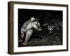Chinese Ferret Badger (Melogale Moschata) Two Captured by Camera Trap at Night-Shibai Xiao-Framed Photographic Print