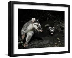 Chinese Ferret Badger (Melogale Moschata) Two Captured by Camera Trap at Night-Shibai Xiao-Framed Photographic Print