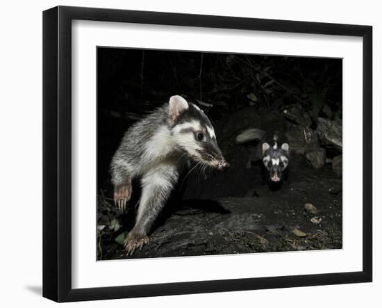 Chinese Ferret Badger (Melogale Moschata) Two Captured by Camera Trap at Night-Shibai Xiao-Framed Premium Photographic Print