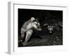 Chinese Ferret Badger (Melogale Moschata) Two Captured by Camera Trap at Night-Shibai Xiao-Framed Premium Photographic Print