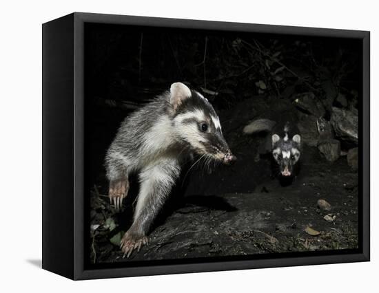 Chinese Ferret Badger (Melogale Moschata) Two Captured by Camera Trap at Night-Shibai Xiao-Framed Stretched Canvas