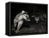 Chinese Ferret Badger (Melogale Moschata) Two Captured by Camera Trap at Night-Shibai Xiao-Framed Stretched Canvas