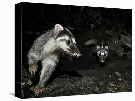 Chinese Ferret Badger (Melogale Moschata) Two Captured by Camera Trap at Night-Shibai Xiao-Stretched Canvas