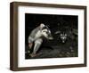 Chinese Ferret Badger (Melogale Moschata) Two Captured By Camera Trap At Night-Shibai Xiao-Framed Photographic Print