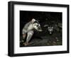 Chinese Ferret Badger (Melogale Moschata) Two Captured By Camera Trap At Night-Shibai Xiao-Framed Photographic Print