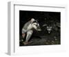 Chinese Ferret Badger (Melogale Moschata) Two Captured By Camera Trap At Night-Shibai Xiao-Framed Photographic Print