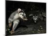 Chinese Ferret Badger (Melogale Moschata) Two Captured By Camera Trap At Night-Shibai Xiao-Mounted Photographic Print